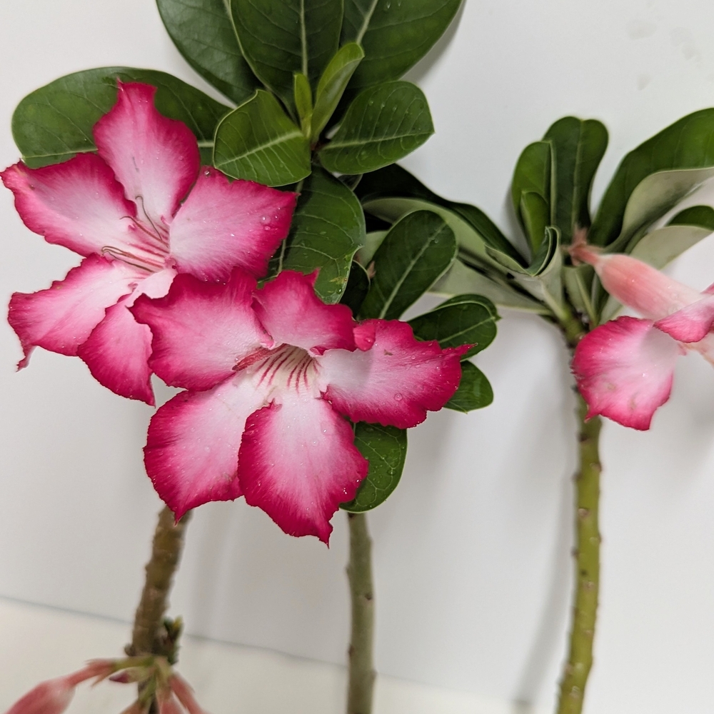 Vibrant Pink Desert Rose Decor Cutting.